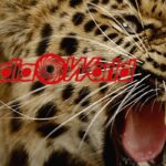 mediaworld