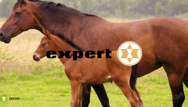 expert