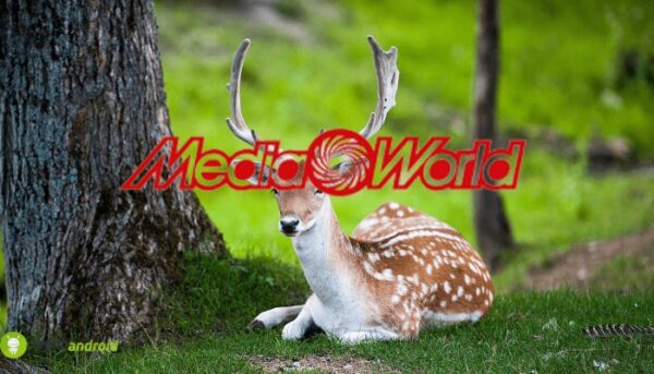 mediaworld