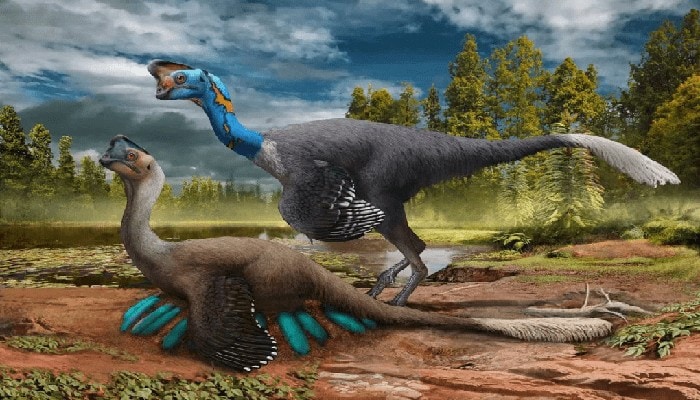 Oviraptor: questo dinosauro covava le uova come un uccello