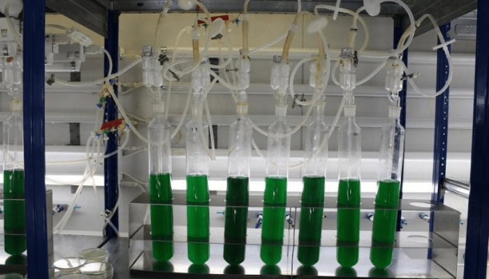 Scienza a favore dell’ambiente: batteri per produrre plastiche biodegradabili