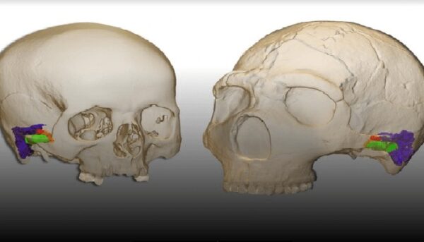 Sapiens