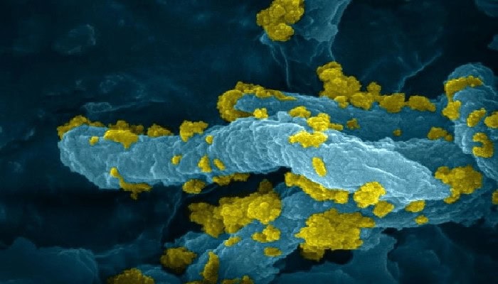 Batteri produttori di idrogeno: diventeranno “biofabbriche” alimentate a energia solare