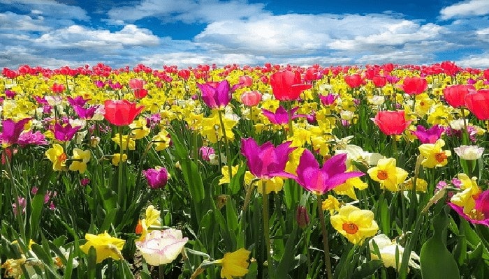 Colori dei fiori cangianti: la causa va ricercata nei cambiamenti climatici