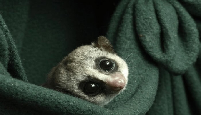 Dal letargo dei lemuri i segreti per la crioconservazione umana