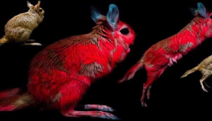 Lepre salterina: questa specie di mammifero si illumina di rosso