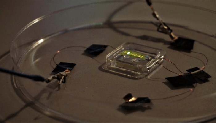 Realizzato il primo tatuaggio “smart” che si illumina sulla pelle e sugli oggetti