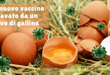 Coronavirus: arriva da Messico e Brasile il nuovo vaccino ricavato dalle uova di gallina