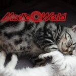 mediaworld