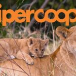 coop
