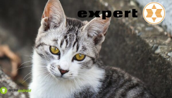 expert