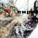 expert