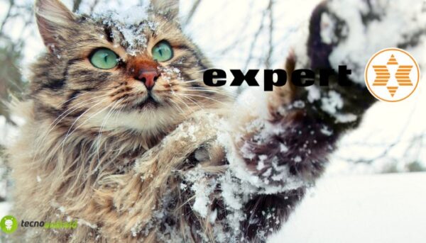 expert
