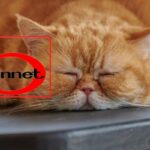 bennet