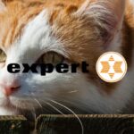 expert