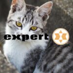 expert