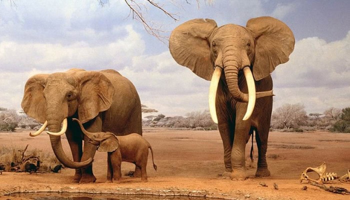 Covid-19: in Zimbabwe si autorizza la caccia agli elefanti