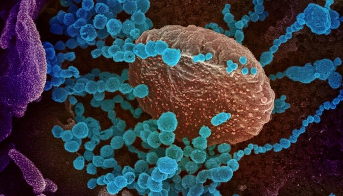 covid-19-variante-indiana-cornavirus