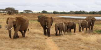 elefanti africani