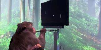 elon-musk-scimmia-giocare-computer