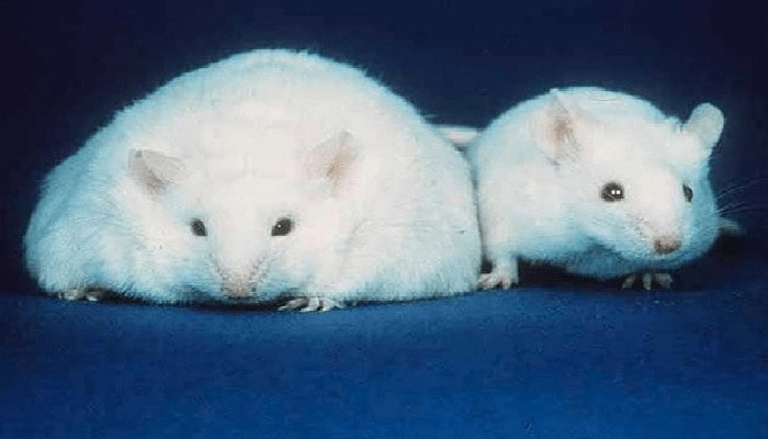 C’è un farmaco per il cuore che, nei topi, combatte anche l’obesità