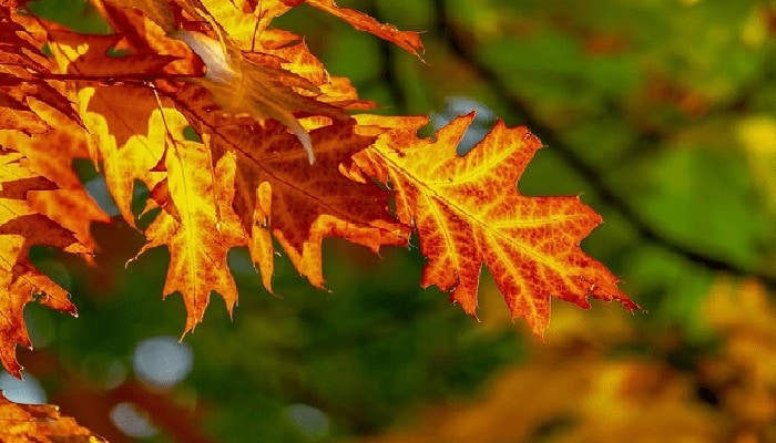 Il foliage autunnale al Nord sta cambiando a causa dei cambiamenti climatici