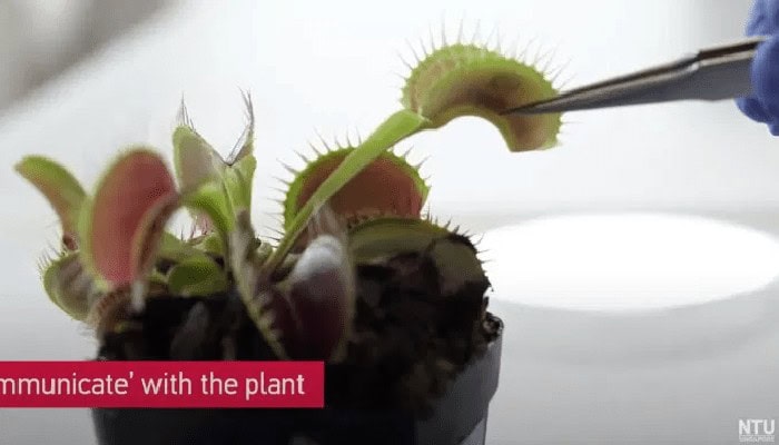 Segnali elettrici per controllare da remoto le piante carnivore telecomandate