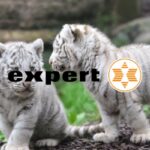 expert