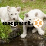 expert