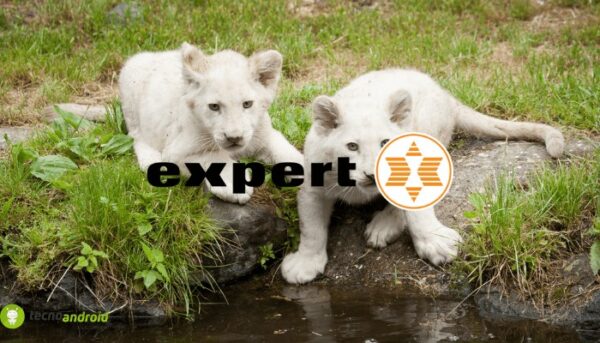 expert
