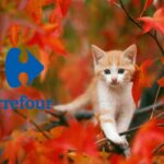 carrefour