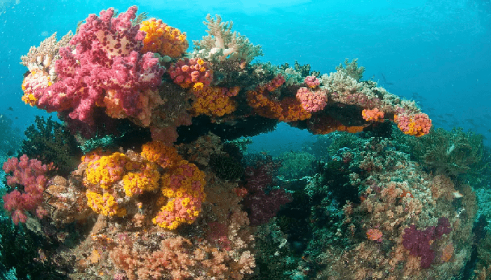 barriere coralline