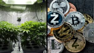 criptovalute-marijuana-arrestati-consumo-elettrico