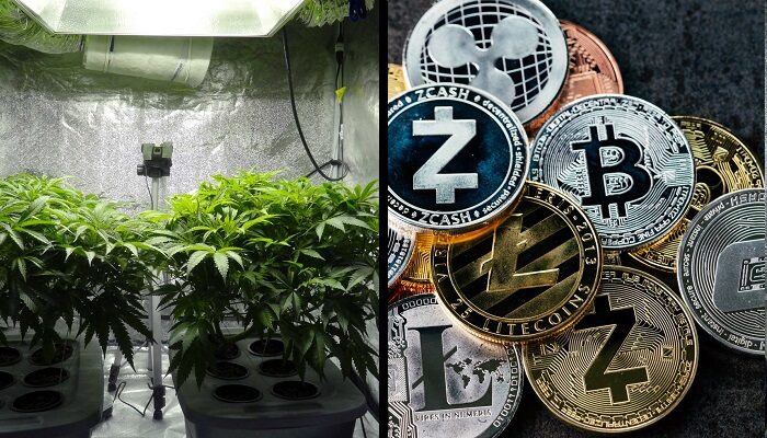 criptovalute-marijuana-arrestati-consumo-elettrico