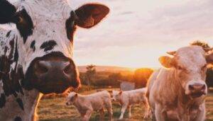 vaccini-covid-19-regalo-mucca