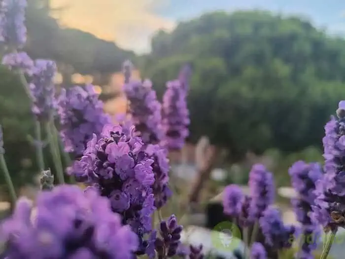 Realme GT Fotocamera 13