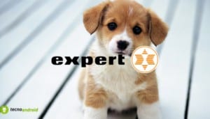 expert
