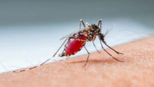 malaria