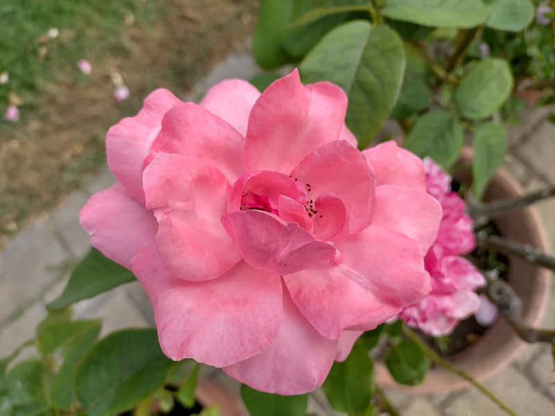 Nokia X20 fotocamera 1