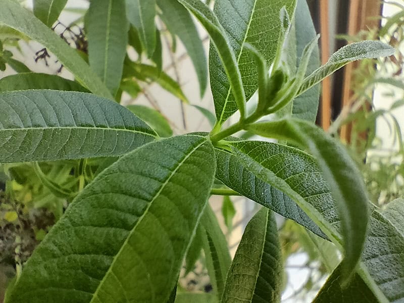 Realme gt master fotocamera 9
