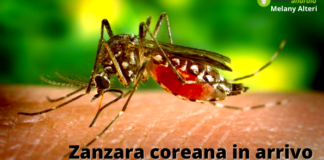 Zanzara coreana: non c'è scampo, ora è anche in Italia ed è pericolosissima