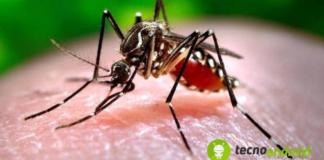 zanzara-coreana-pericolosa-e-resistente-al-freddo-e-arrivata-in-lombardia