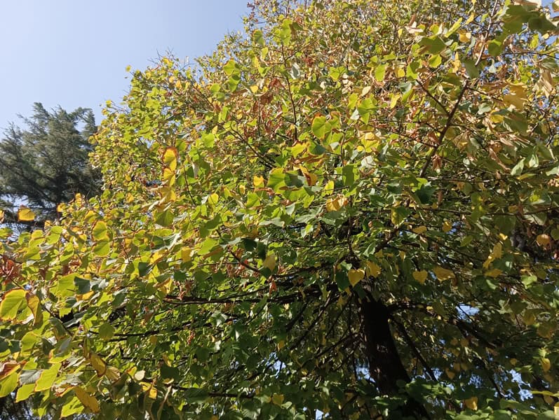 Fotocamera poco m4 pro 7