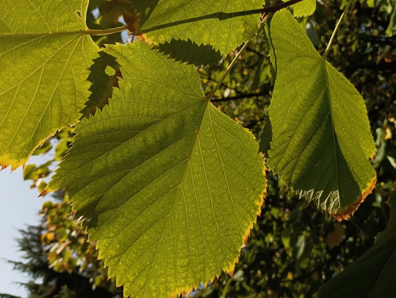 Fotocamera poco m4 pro 8
