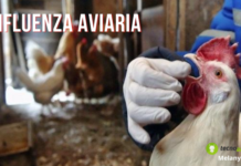 Aviaria: allerta focolai, virus H5N1 negli allevamenti avicoli del Lazio (e non solo)