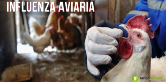Aviaria: allerta focolai, virus H5N1 negli allevamenti avicoli del Lazio (e non solo)