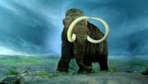 mammuth