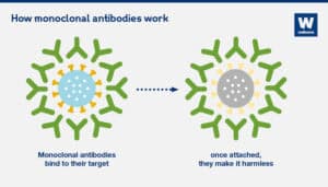 monoclonal-antibodies-how-they-work-infographic