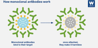 monoclonal-antibodies-how-they-work-infographic
