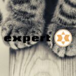 expert